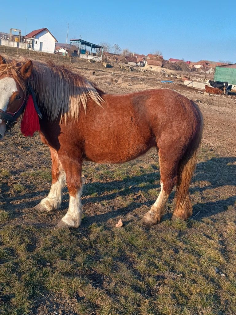 Vând mănză ardeneza