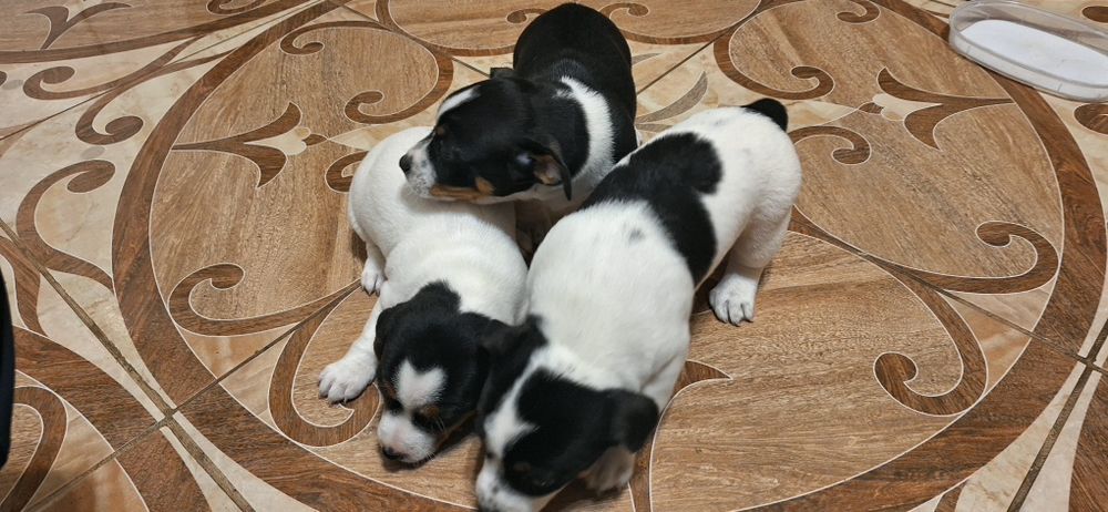 Продавам малки Джак Ръселчета