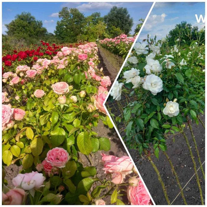 Trandafiri pomisor 130-150 cm, roz, rosu, violet, galben, portocaliu