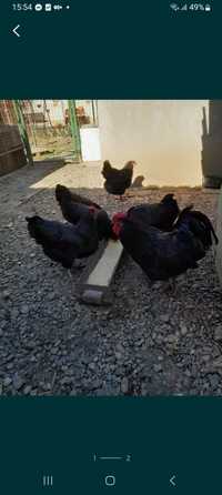 Australorp oua incubat