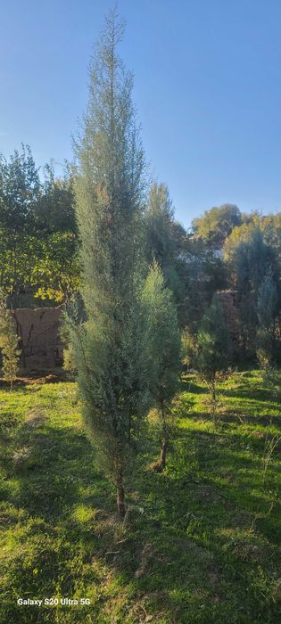 Голубой кипарис арчалар сотилади