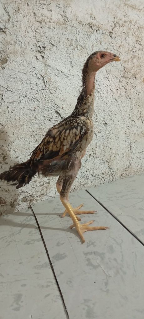 Toza makiyonchala sotiladi