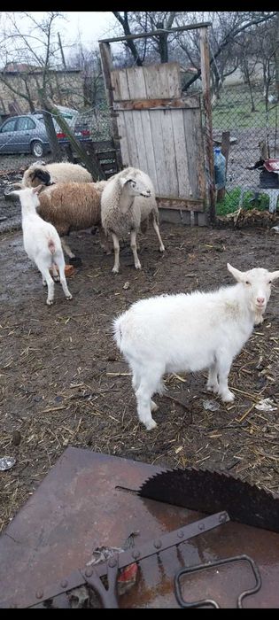 Агнета и ярета                     .