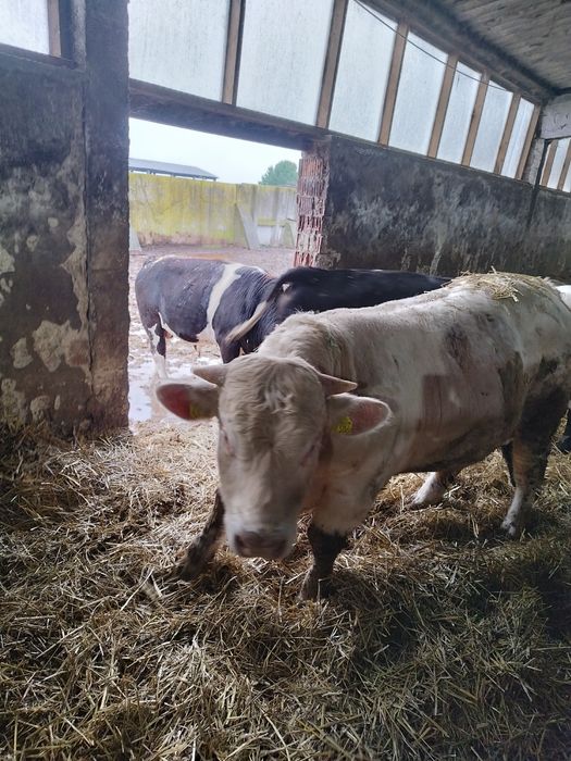 Tauri viței (charolaise, BR, BNR)