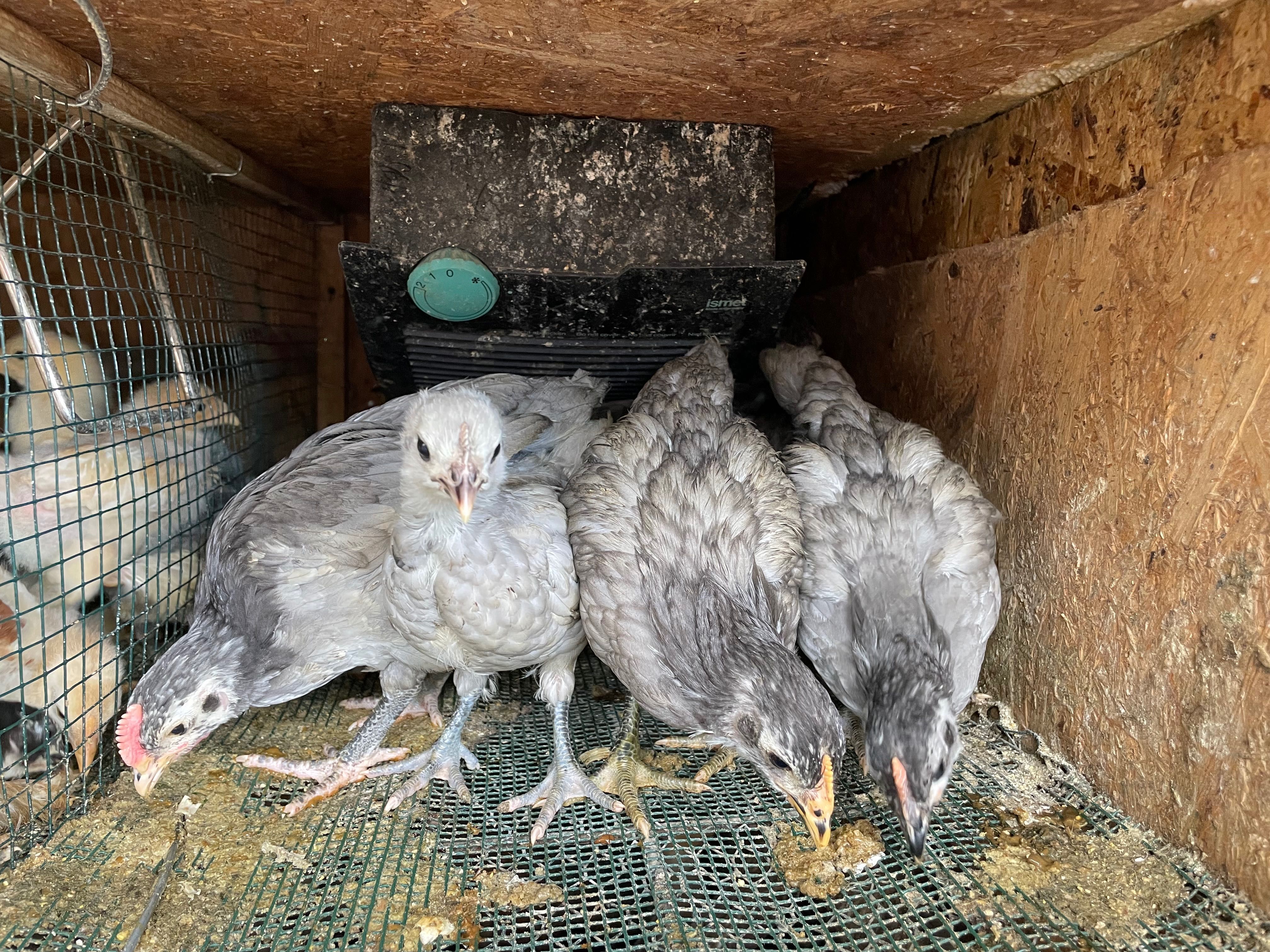 Australorp albastru pui  de două luni din găini foarte ouătoare