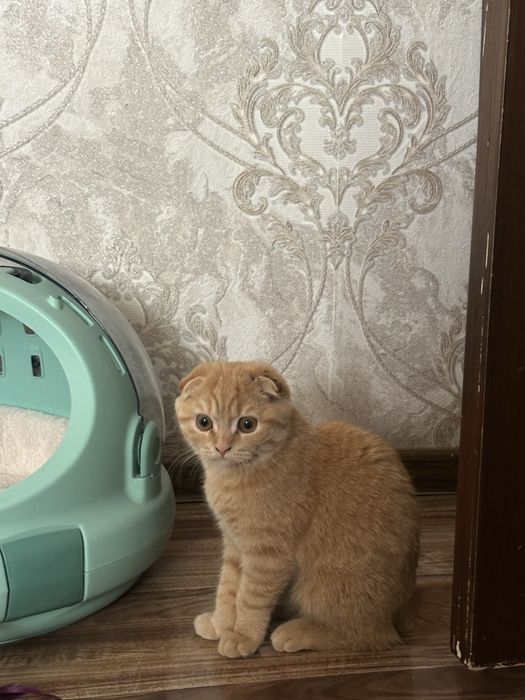Scottish fold sotiladi 4 oyli