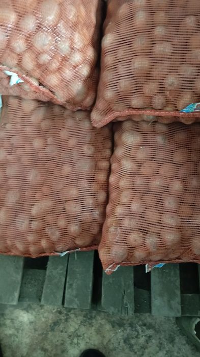 Картофель кормовой мелкий.