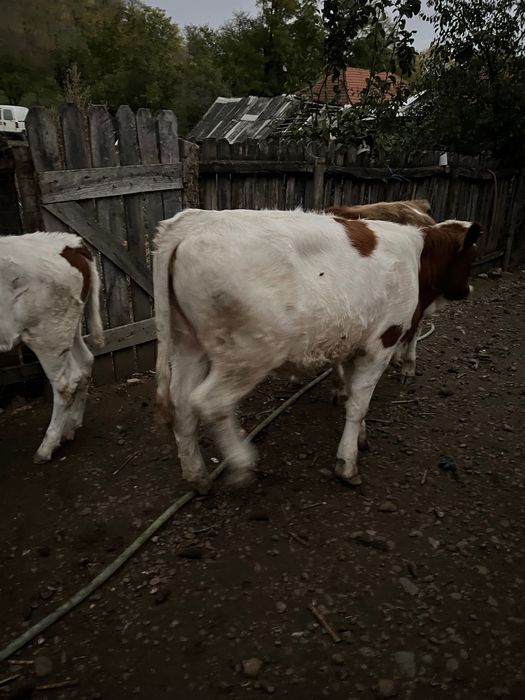 Viței de carneee