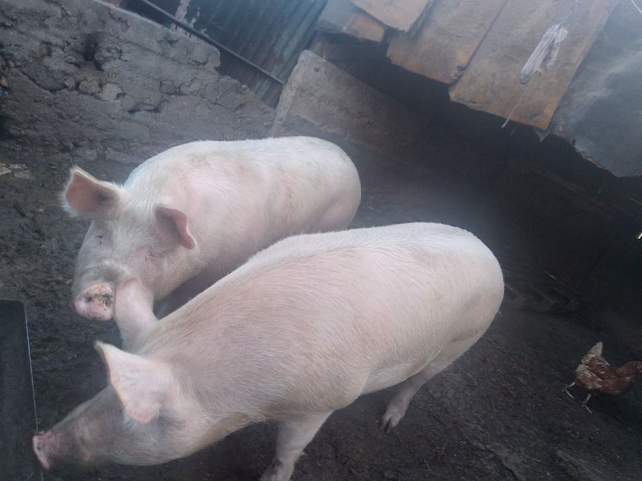 Продавам прасета