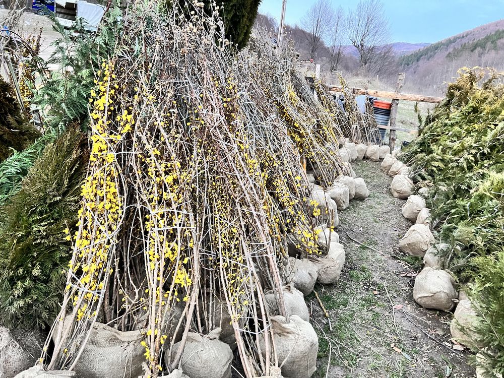 Vand plante ornamentale transport la domiciliu