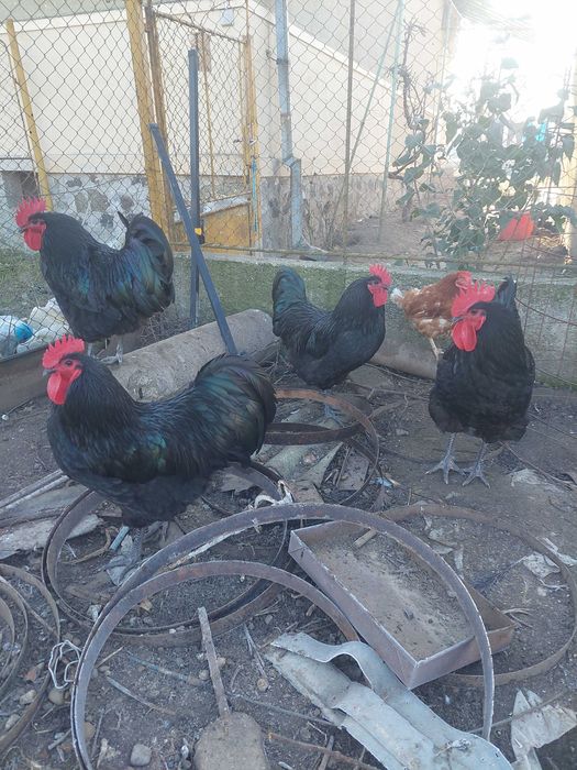 Cocos Australorp
