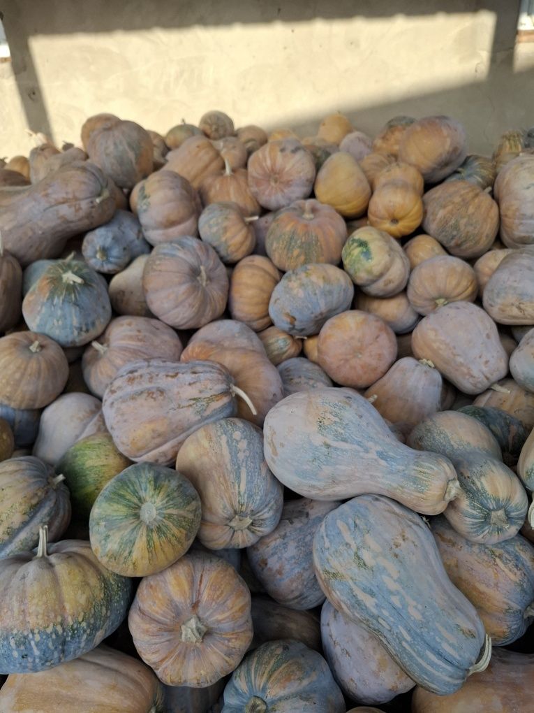 Продам мантную тыкву