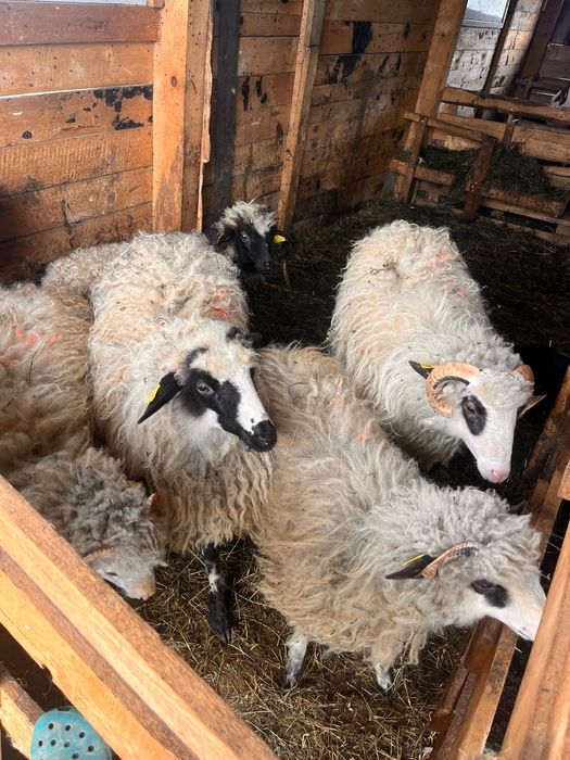 Vand un berbecuț și 4 mirele din anul asta