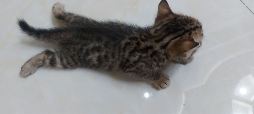 Продаем Бенгалов чистых и смешанных 1 млн ( скидка есть ) 1,5- 2 месяц