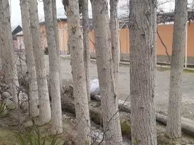 Терак дарахтларини сотаман Сам.вилояти Жомбой туманида