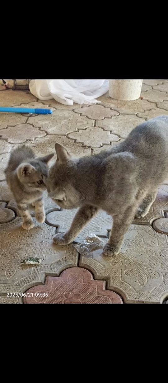 Продается котенок