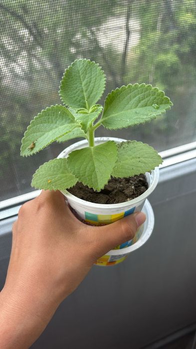 Мята комнатная. Можно заваривать.