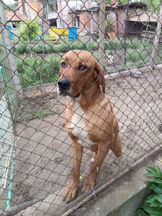 Продавам гонче на 2г и 6м