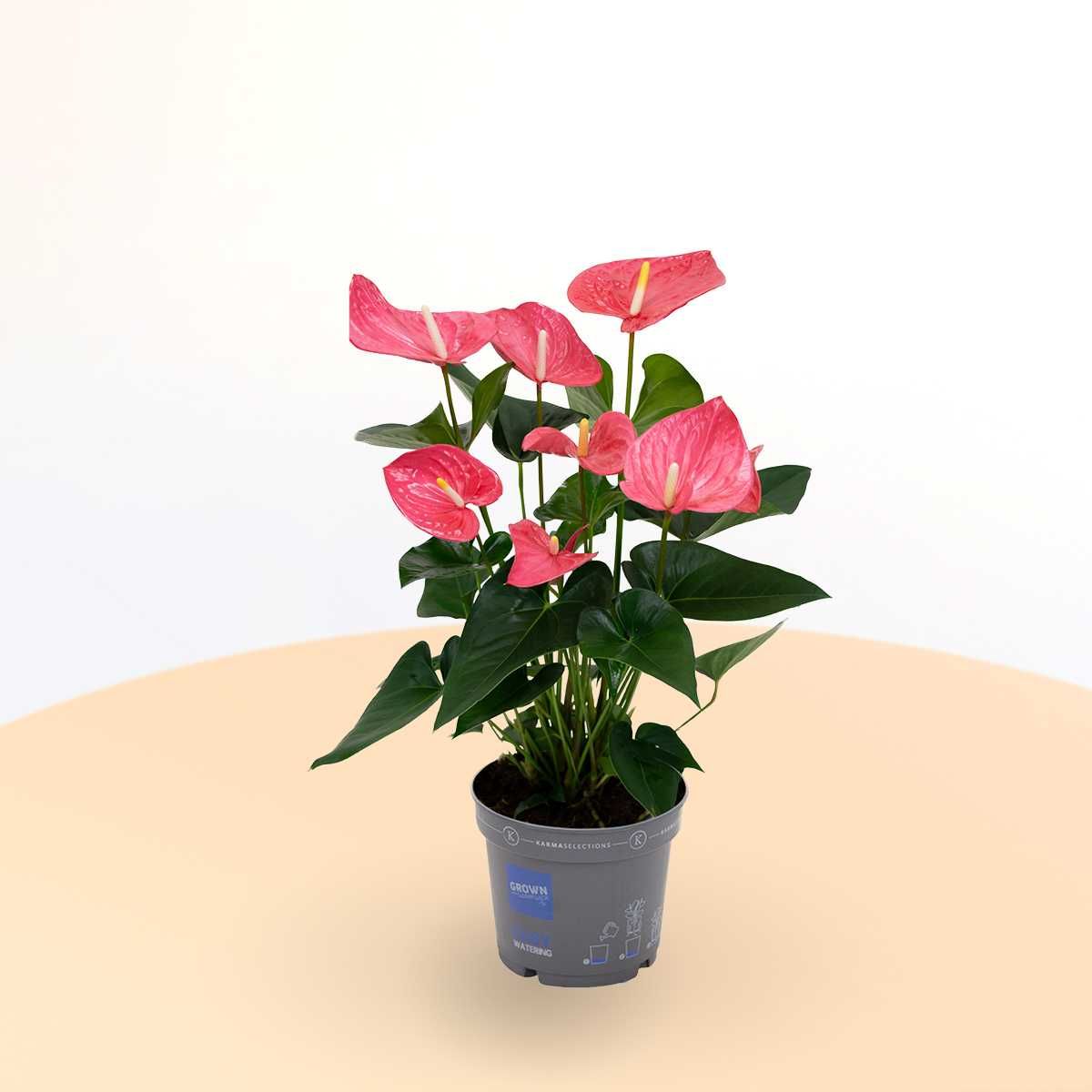 Комнатное растение - (Anthurium) - Голландский Антуриум