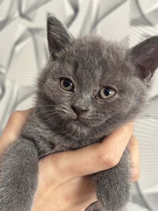 шотландские прямоухие котята ищут любящих хозяев!