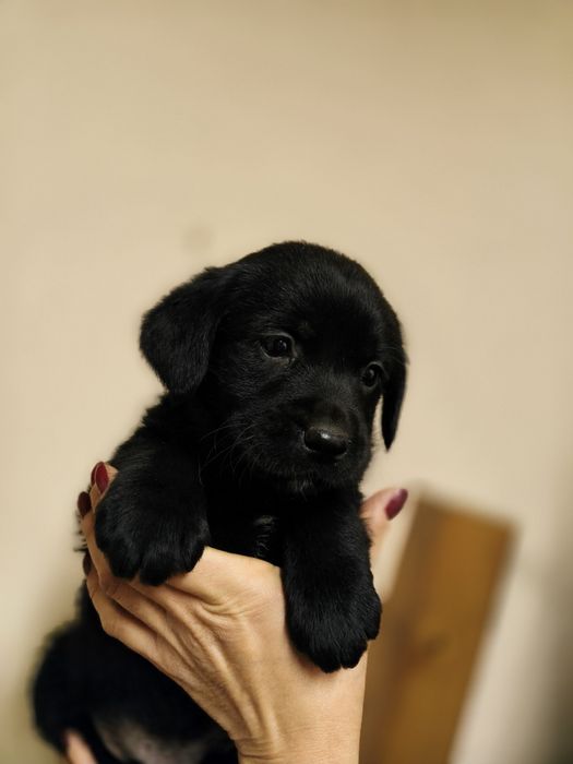 Sunt fetita labrador