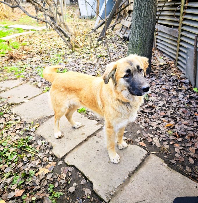 Собака помесь Алабая.