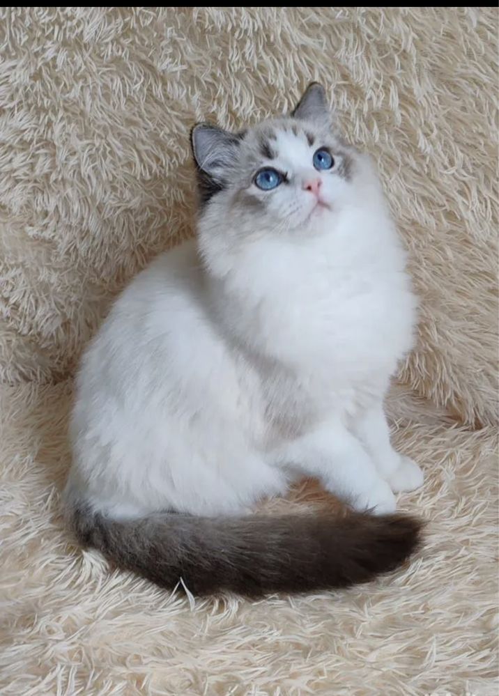 Чистокровные Котята Рэгдолл