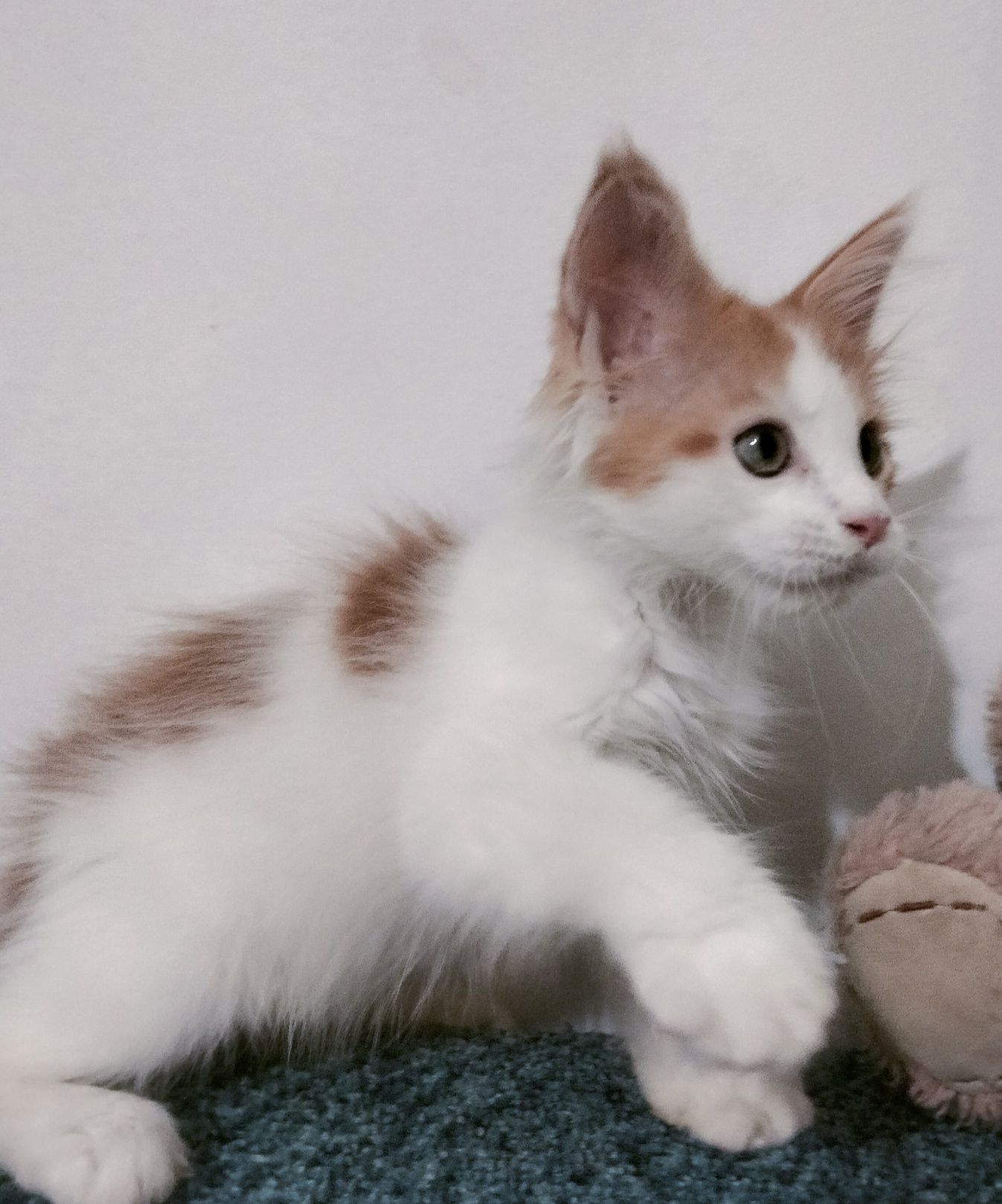 Котята Мейнкун !
