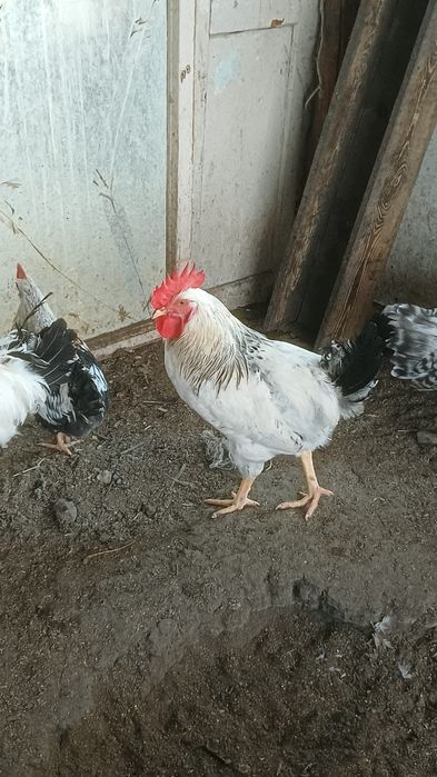 Продам породистых петухов 5000 за голову