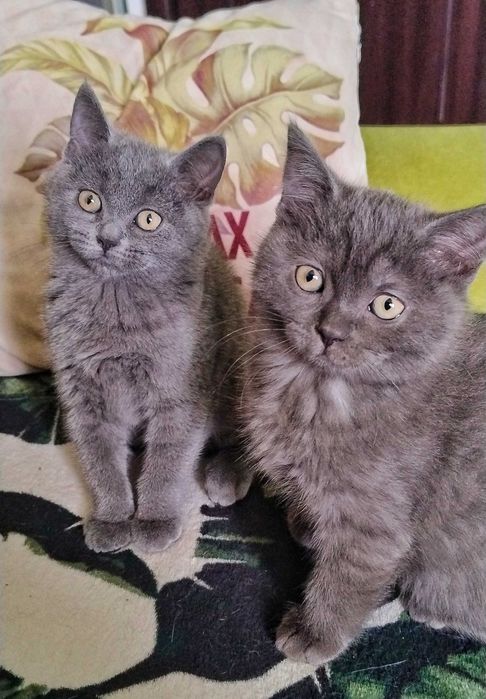 Pufosenii adorabile