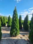 Vand tuia, livrez, plantez. Orice specie ( occidentalis smaragd etc )
