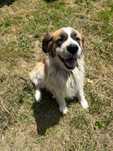 Câine Saint Bernard