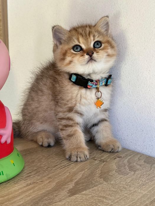 British shorthair golden tabby !!
