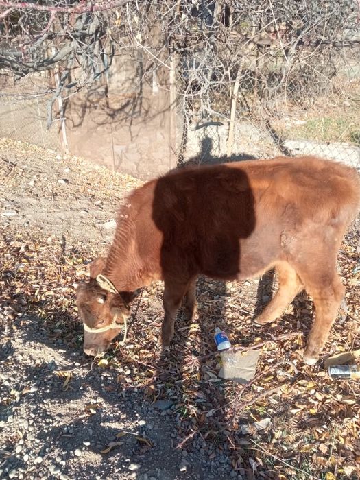 Екі бұзау қашар сатылады