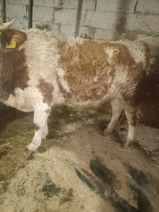 Vând juncă bălțată românească