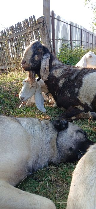 Tap anglo nubian schimb cu pui de Kangal