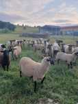 30 de oi suffolk de vanzare