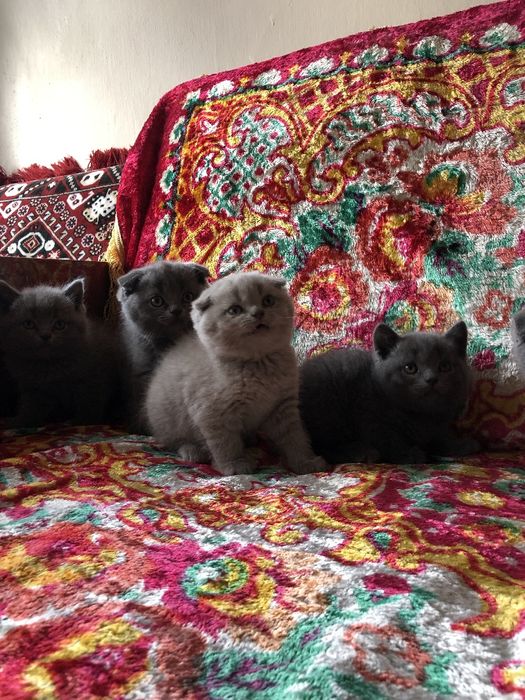 Кошки скоттиш фолд +британские