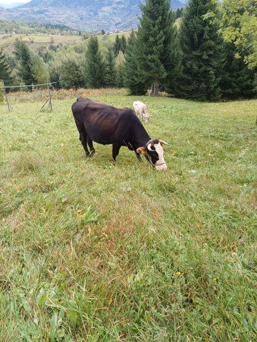 2 vaci de ținut cu lapte /gestante