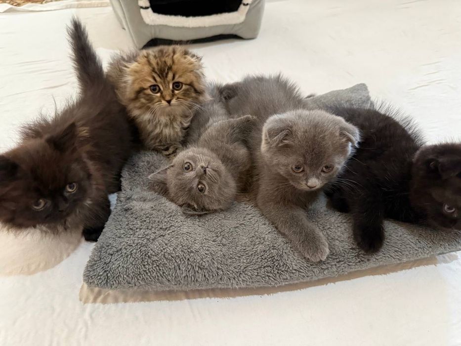 Scottish highland fold тоза пародалик мушукчалар сотилади
