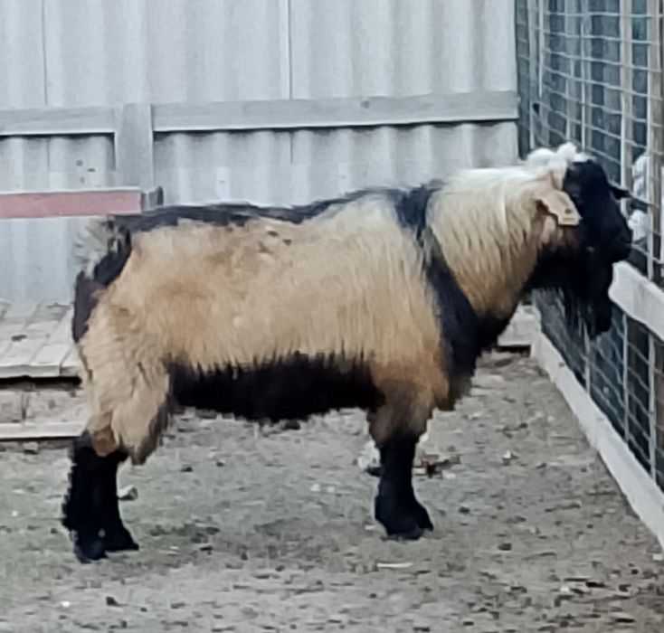 Теке, қошқар қанға алмастыру