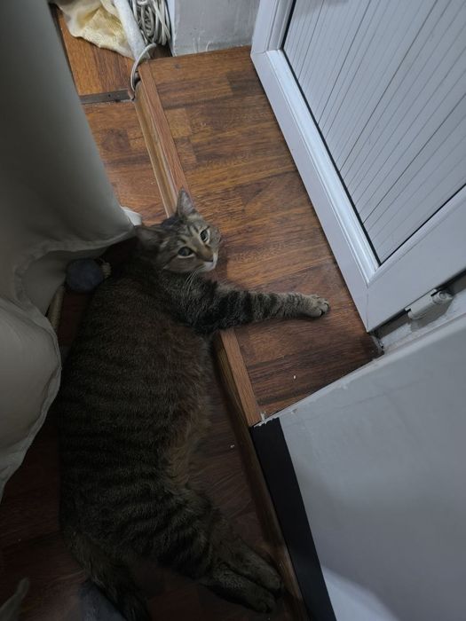 Кота в хорошие руки