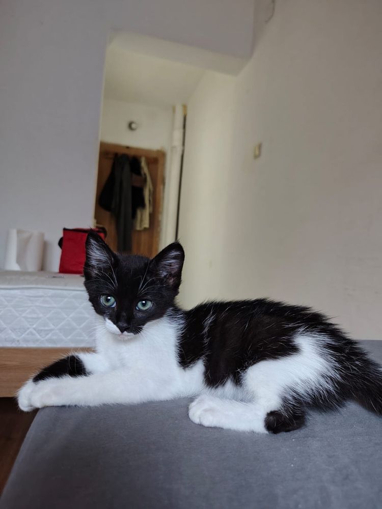 Pisicute popicute pentru adoptie sau foster