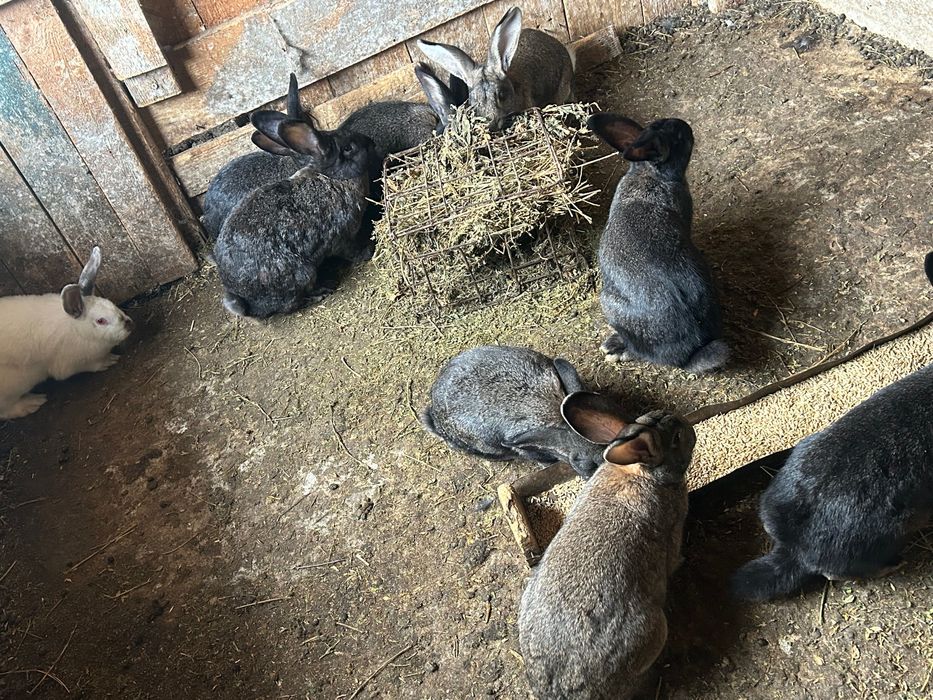 Свободни женски зайци за разполод