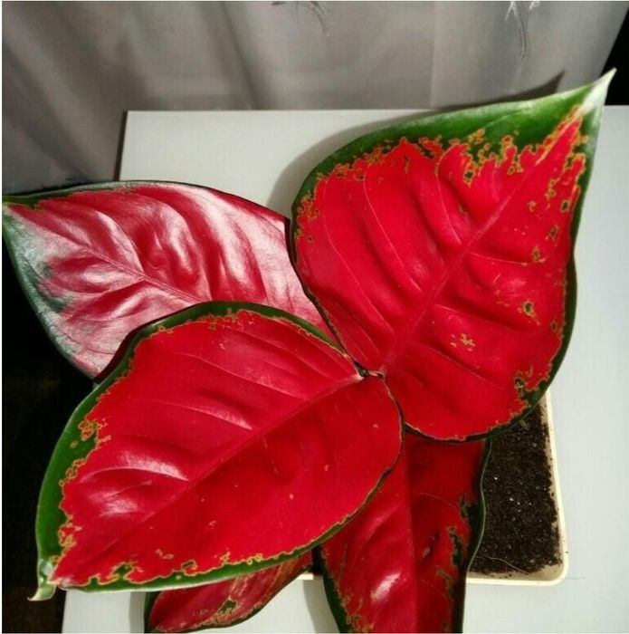 Продам комнатные растения в г. Астана