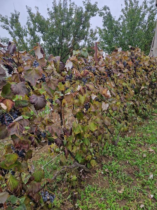 Vand struguri negri pentru vin