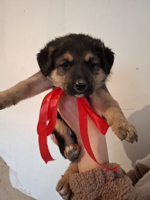 Щеночек девочка в поиске дома.