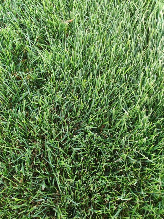 Tayyor gazon chim sifatli