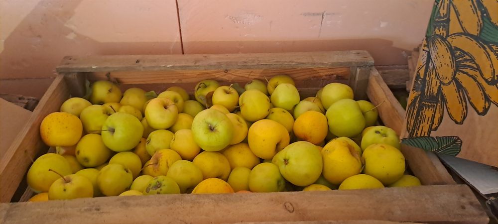 Продам яблоки не дорого