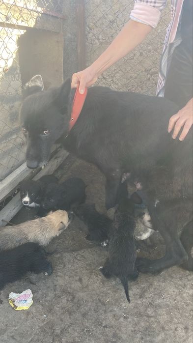 Отдам щенят метисов от овчарки